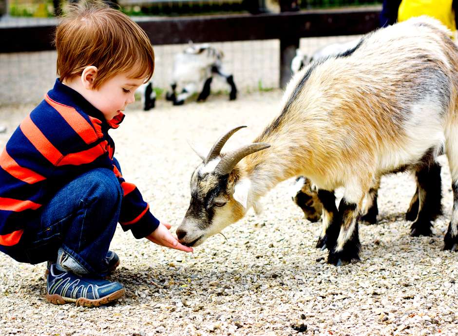 boy feeding a goat