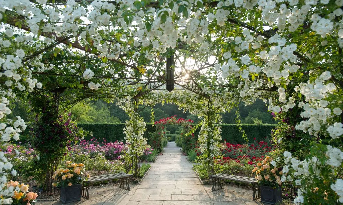 rose arbour at RHS Rosemoor