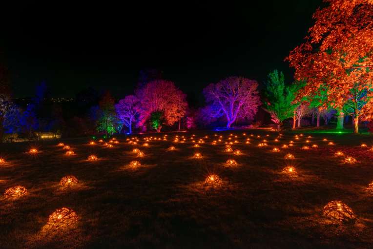 RHS Rosemoor Glow