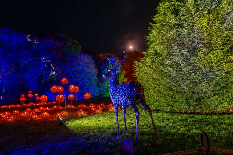 RHS Rosemoor Glow
