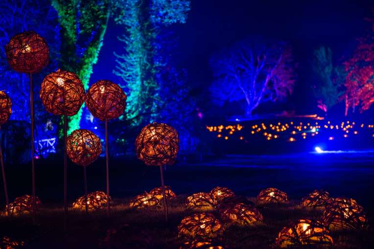 RHS Rosemoor Glow