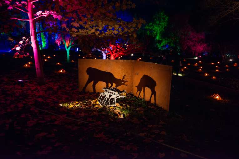RHS Rosemoor Glow