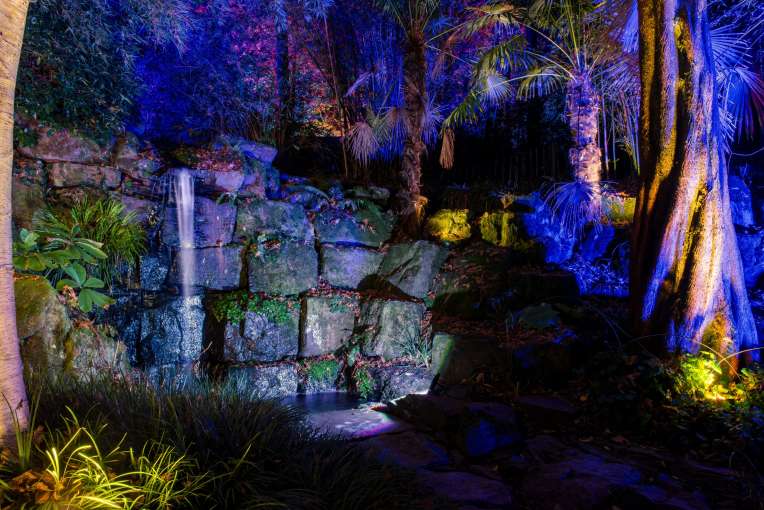 RHS Rosemoor Glow