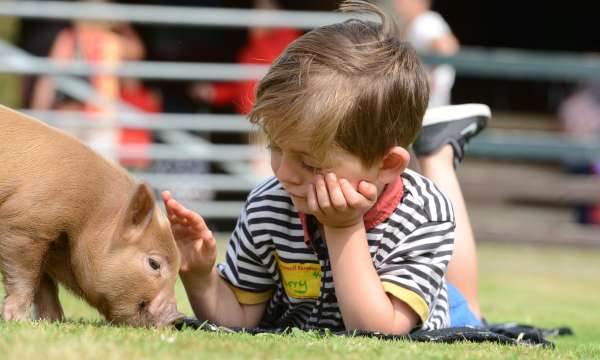 boy with little pig