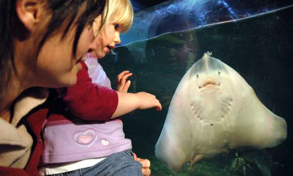 Ilfracombe aquarium