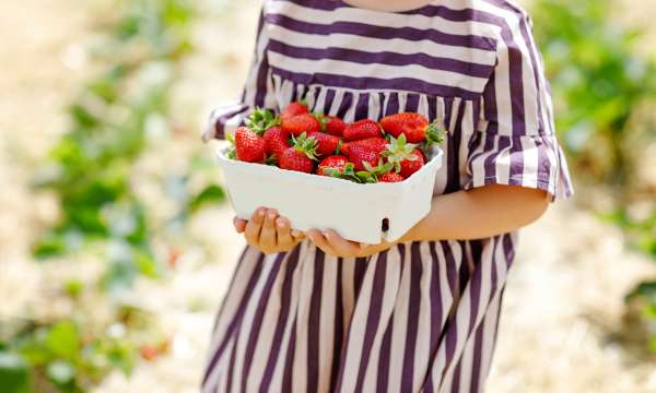 girl in stripe dress holding box of strawberries