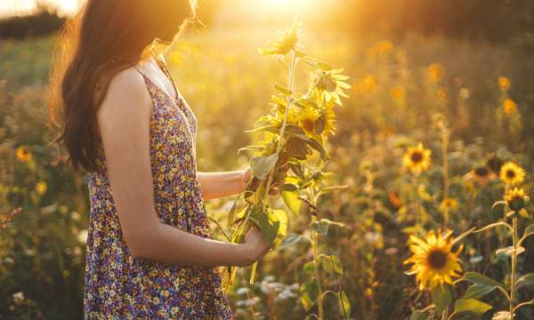 lady picking sunflowers