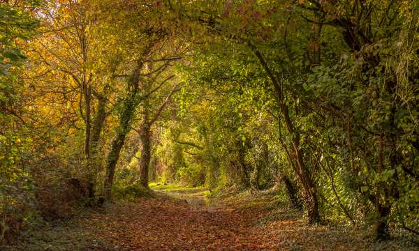 path in woodland during autumn