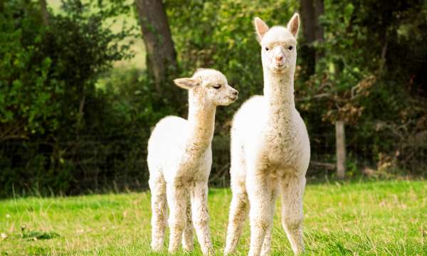 Two white Alpacas