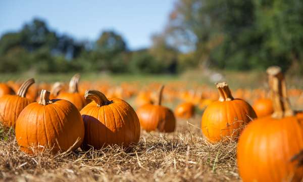Pumpkin patch