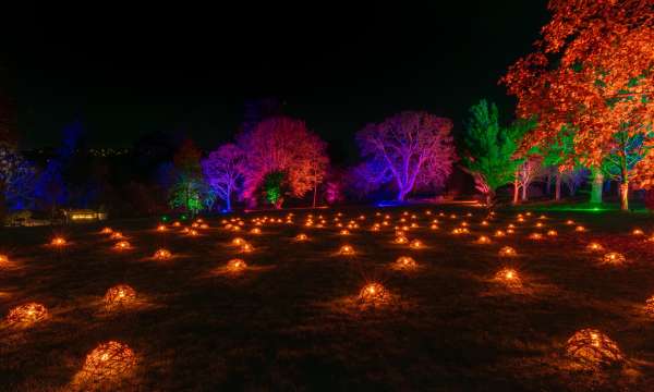 RHS Rosemoor Glow