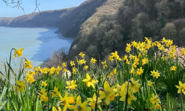 Daffodils at Clovelly Village