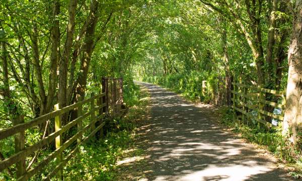 Braunton woodland walks