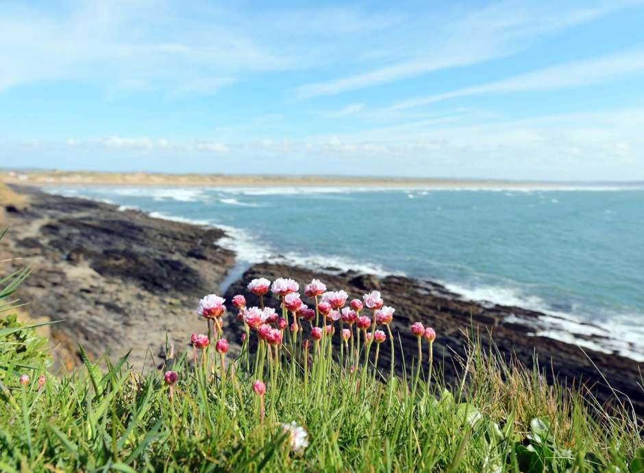 Flowers Overlooking Saunton Sands Beach North Devon