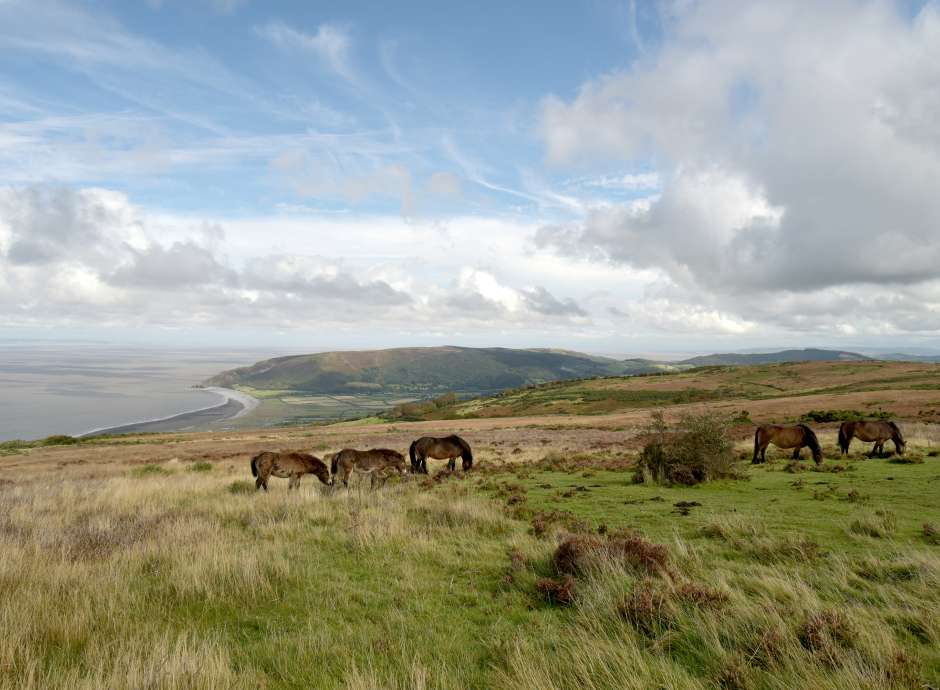 ponies on porlock exmoor