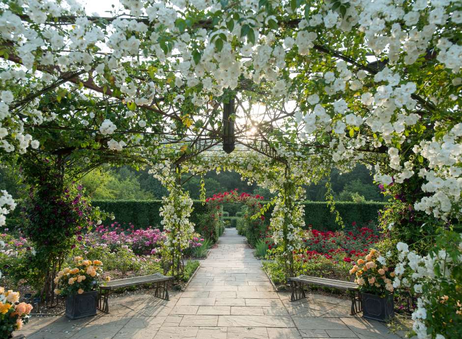 rose arbour at RHS Rosemoor