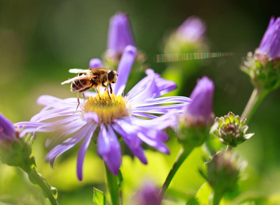 bee on a purple flower