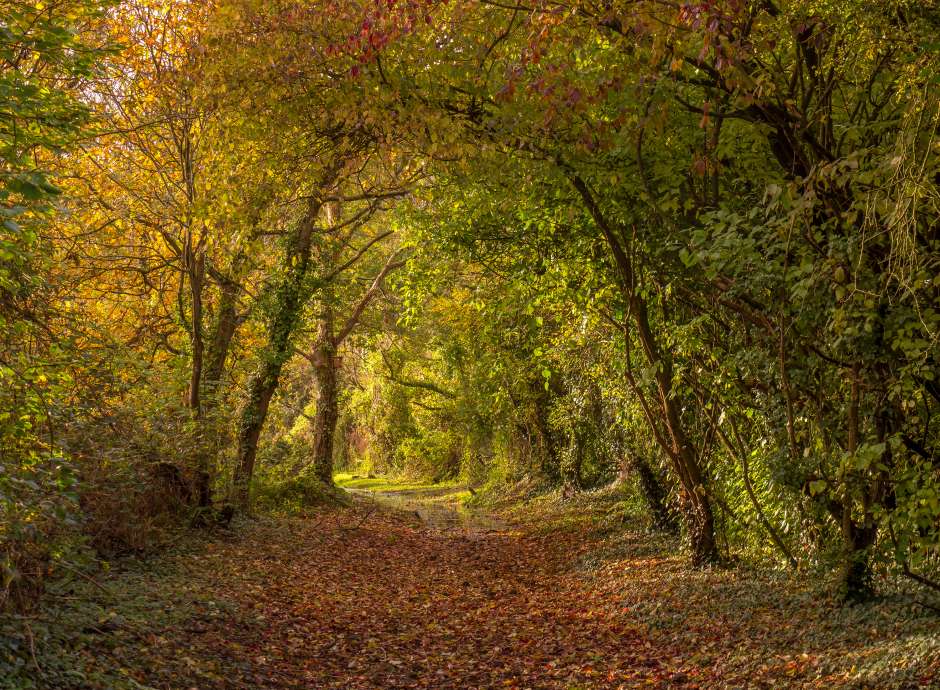 path in woodland during autumn