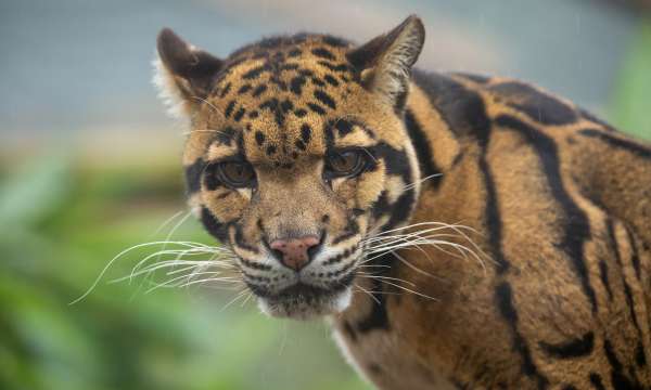 exmoor zoo
