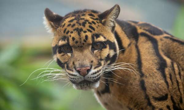 exmoor zoo